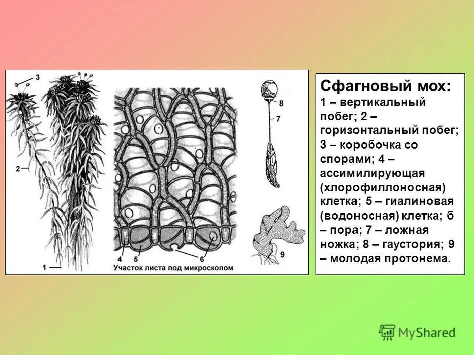 Мох сфагнум схема