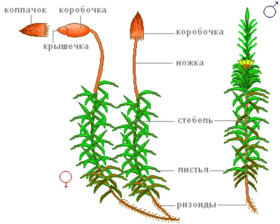 Мох сфагнум схема