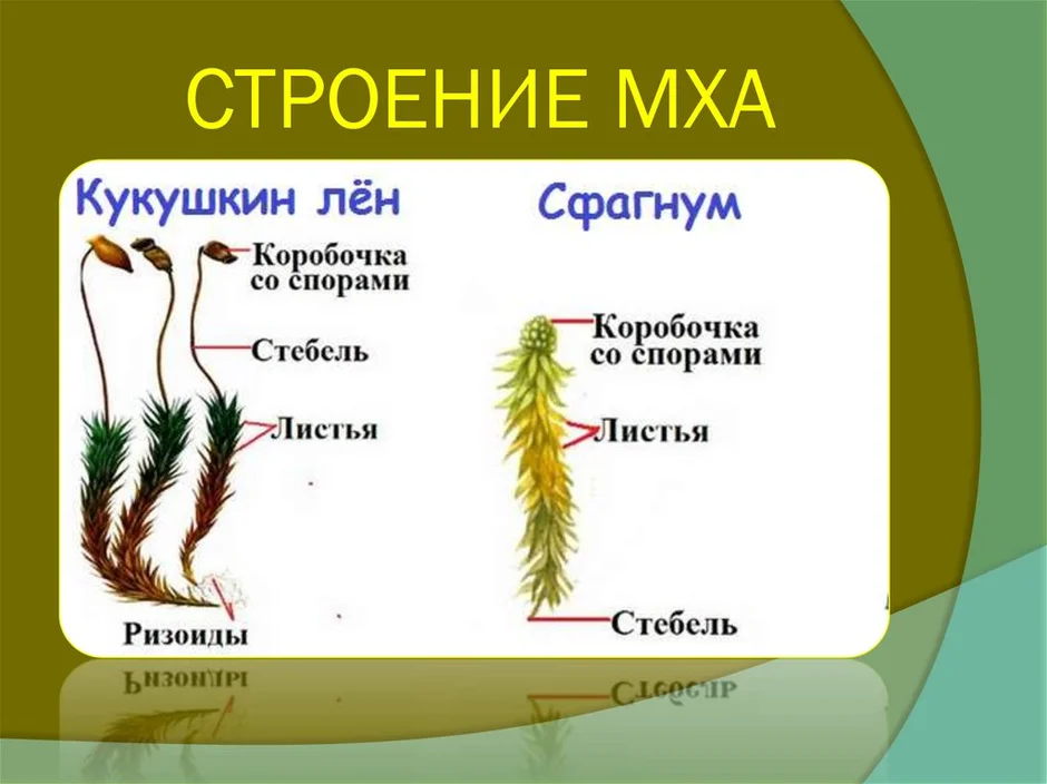 Строение мха кукушкин лен рисунок с надписями