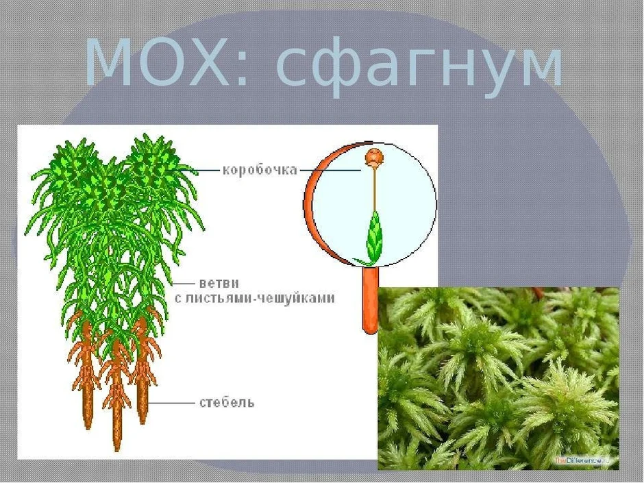 Мох сфагнум схема