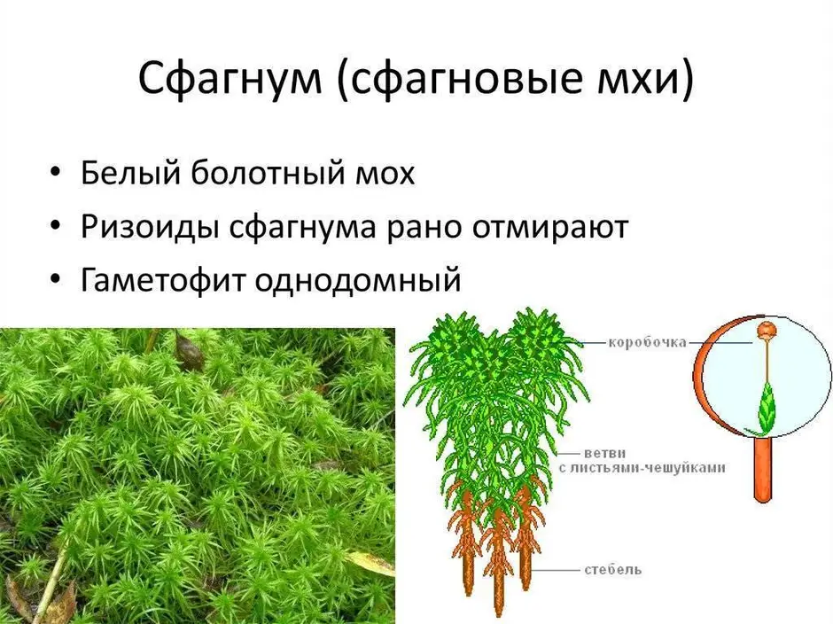 К какому классу относят растение корневая система которого показана на рисунке 1 сфагновые мхи