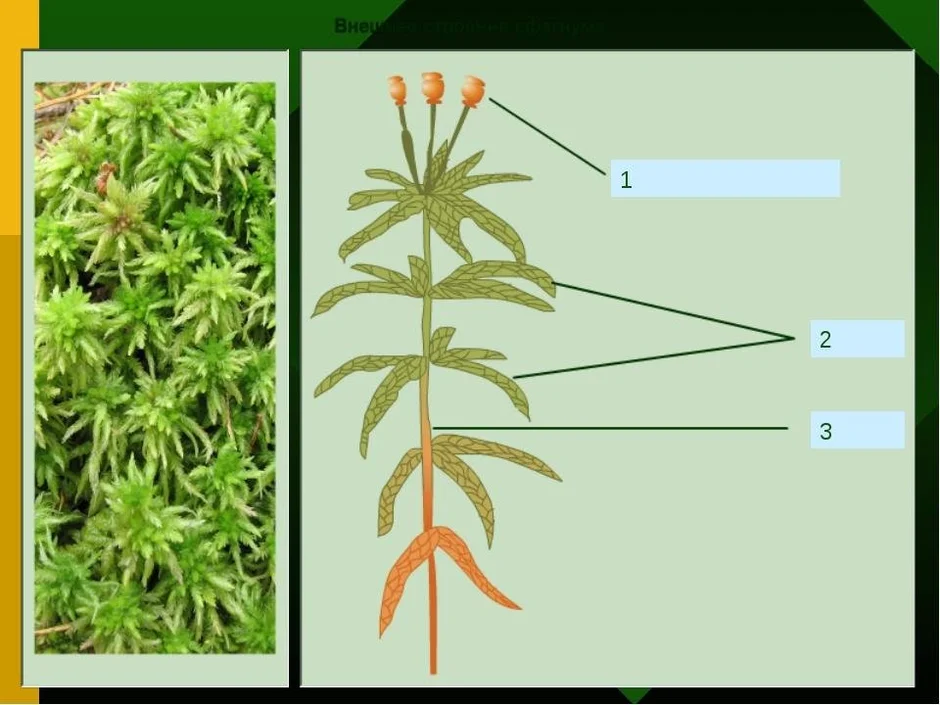 Мох сфагнум схема
