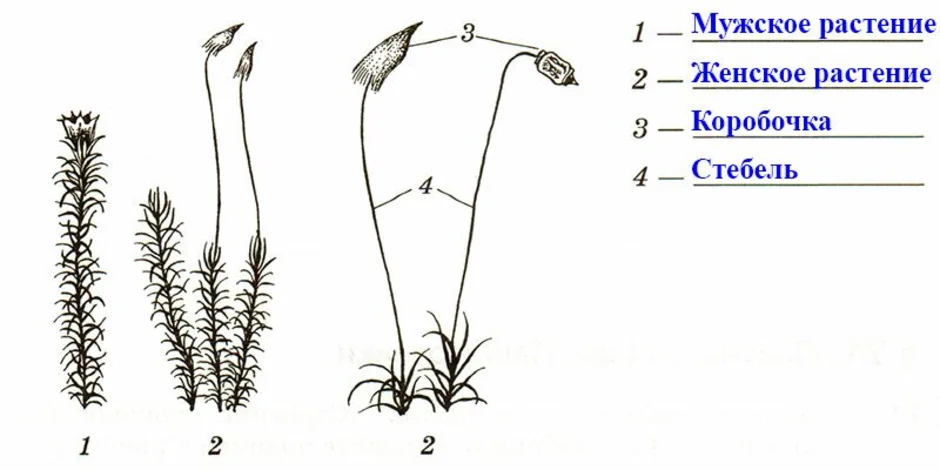 Рассмотрите рисунок подпишите названия частей мха обозначенных цифрами