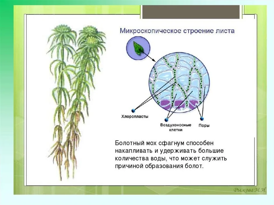 Сфагнум егэ рисунок