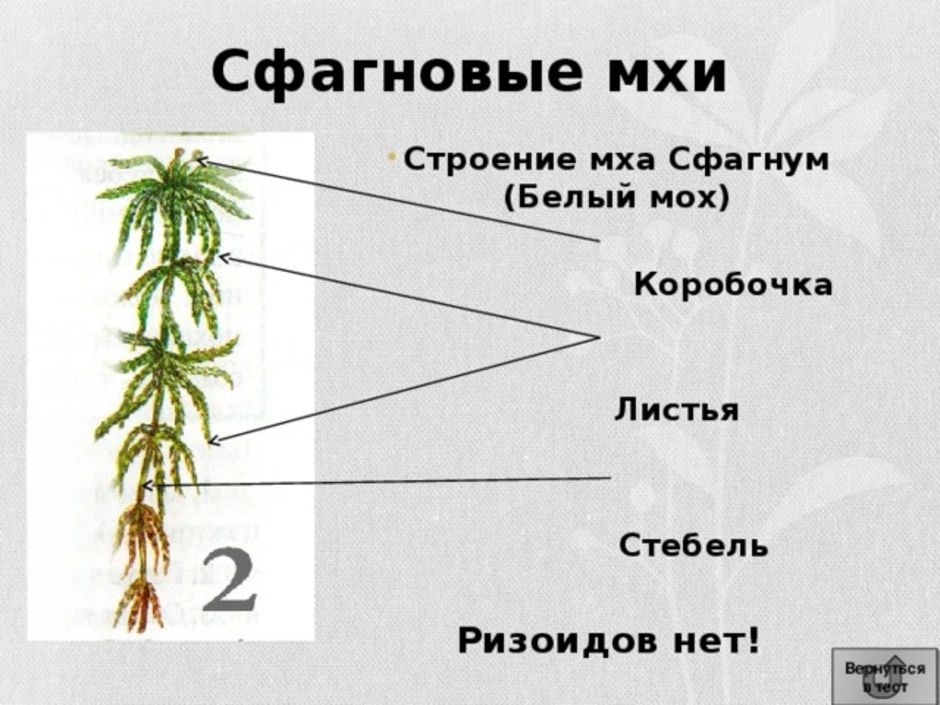 Стебель на рисунке обозначен цифрой строение моховидных