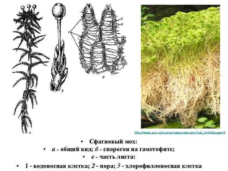 Мох сфагнум рисунок