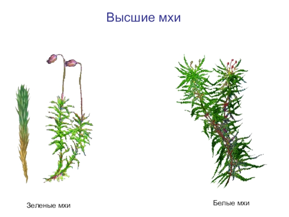 Картинки моховидных растений