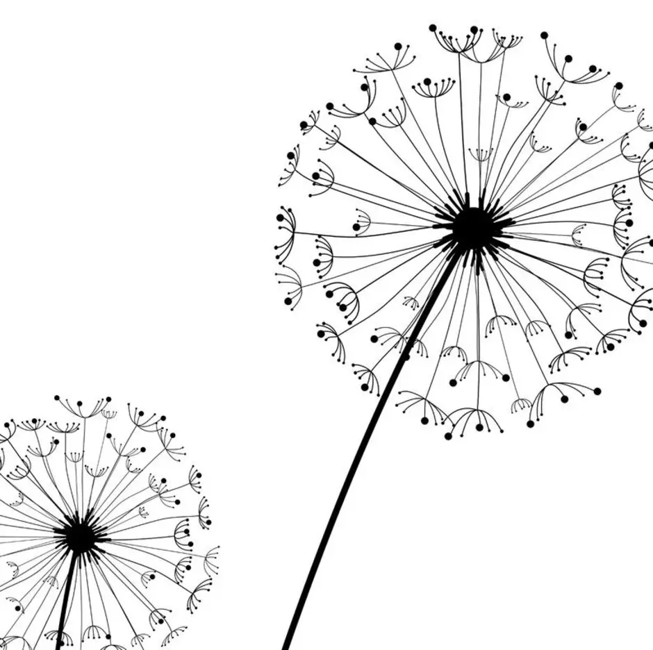 Белый одуванчик рисунок. Одуванчик рисунок. Одуванчик Графика. Одуванчик раскраска для детей. Одуванчик на белом фоне.