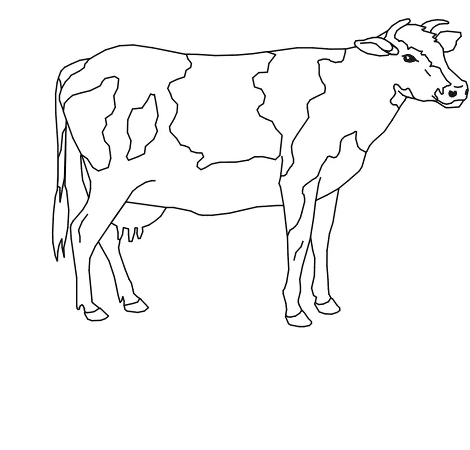 Корова вид сбоку