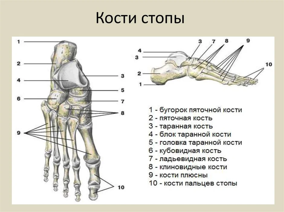 Стопа человека скелет рисунок с надписью