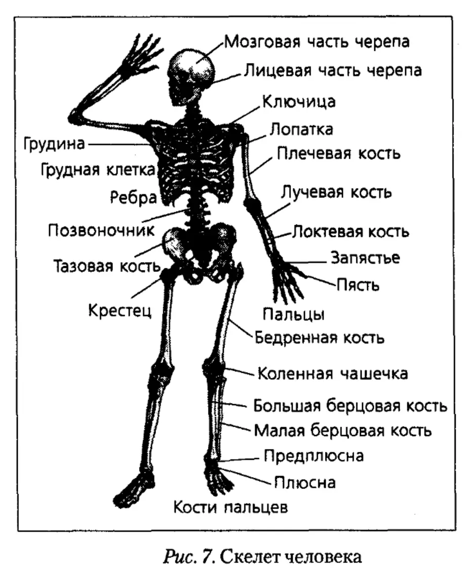 Скелет с названиями костей на русском языке. Анатомия основные части скелета. Строение скелета тела человека название. Строение скелета название костей человеческого тела. Скелет туловища человека с названием костей.