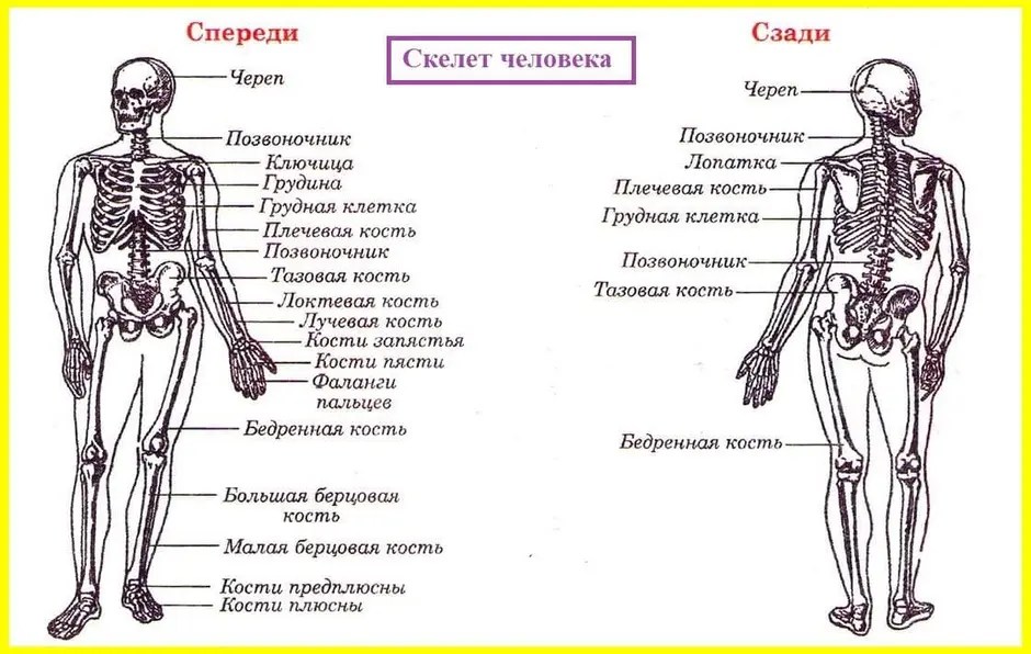 Схема костей человека с названиями рисунок скелета