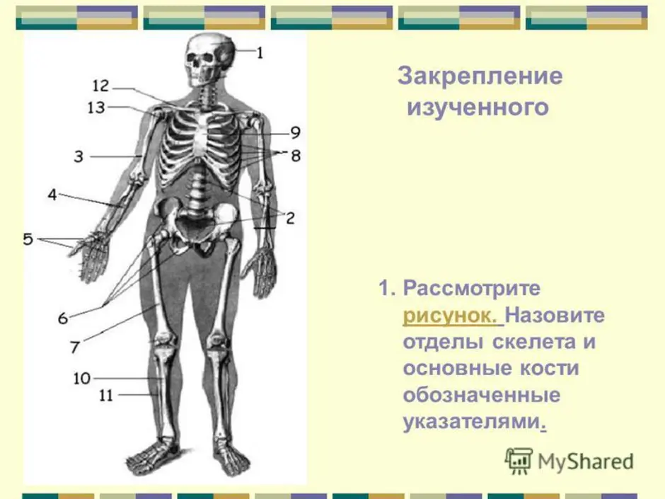 Схема отделы скелета