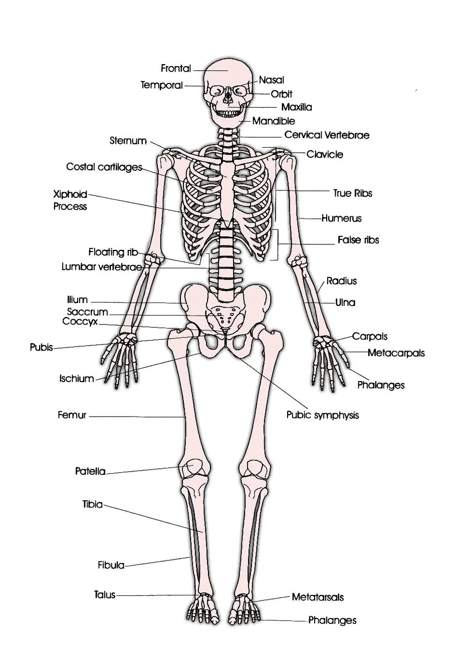 Скелет человека рисунок с названиями
