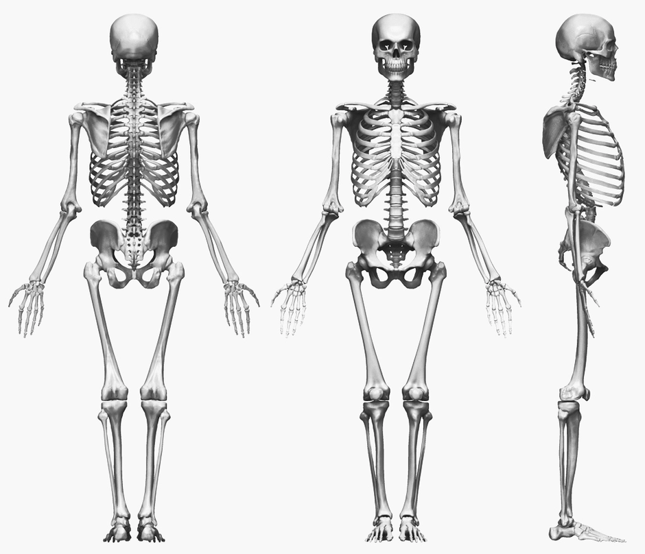 Проект скелет человека