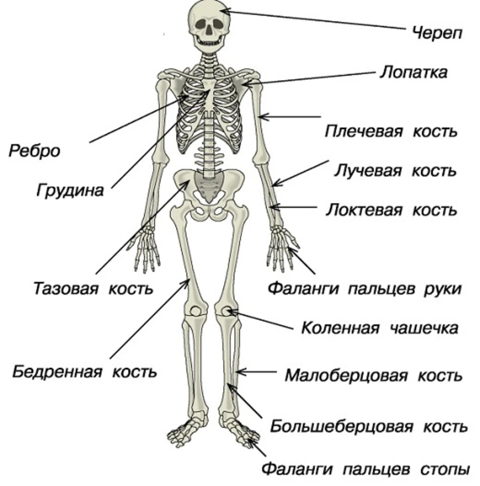 Кости человека 4 класс окружающий мир. Кости скелета человека название. Строение костей человека анатомия с названиями. Костный скелет человека с названиями костей. Анатомия основные части скелета.