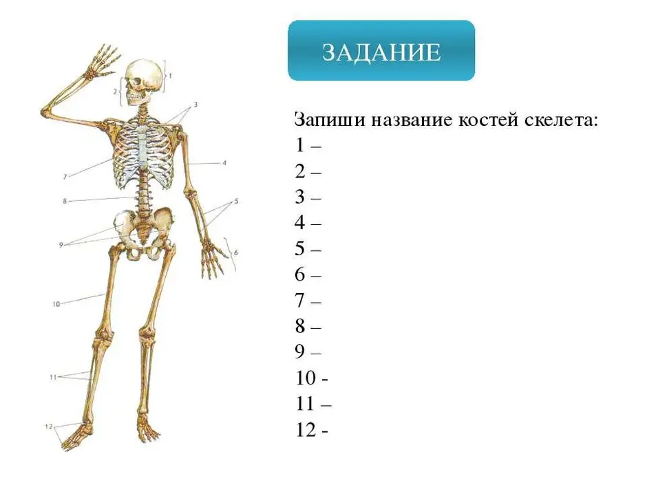 Проект скелет человека