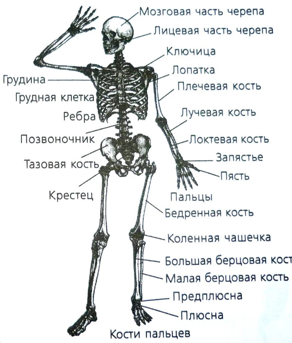 Скелет человека рисунок с названиями основных частей тела