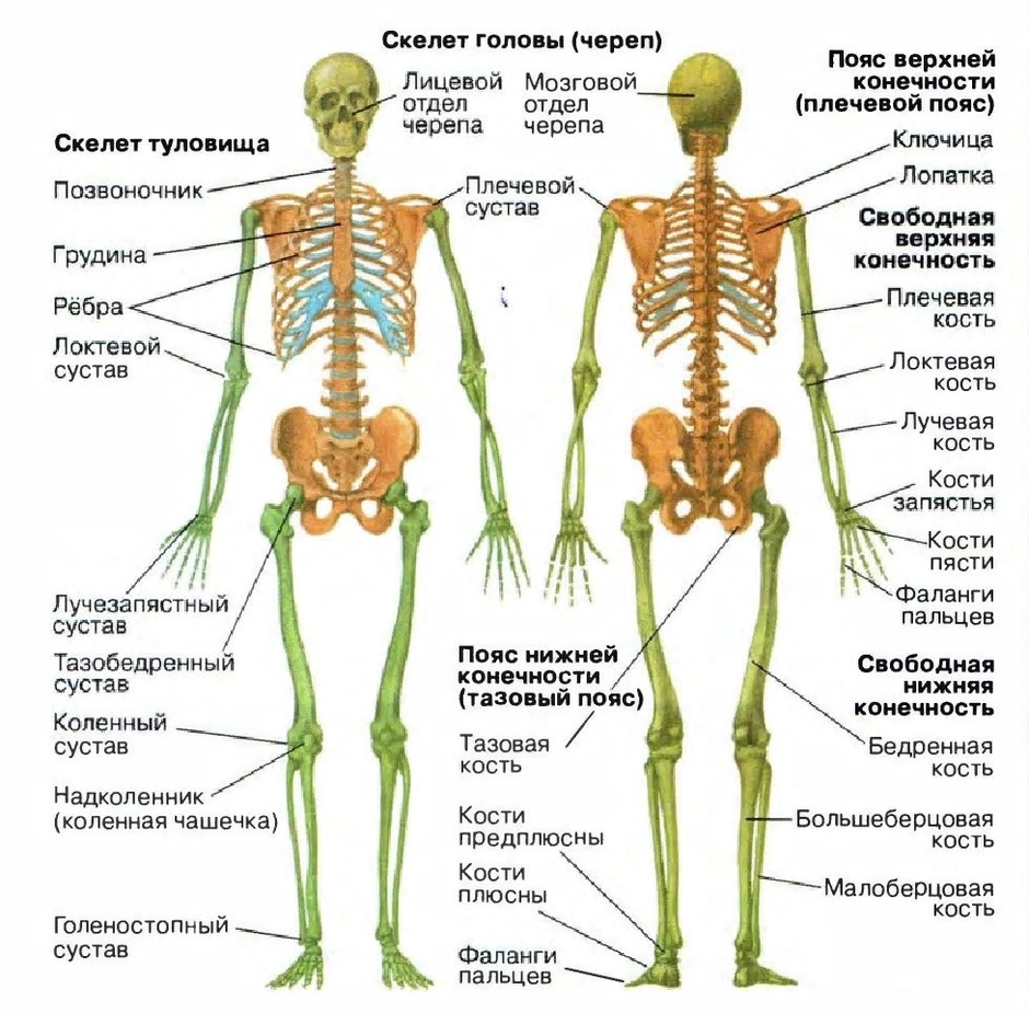 Скелет человека рисунок с названиями основных частей тела