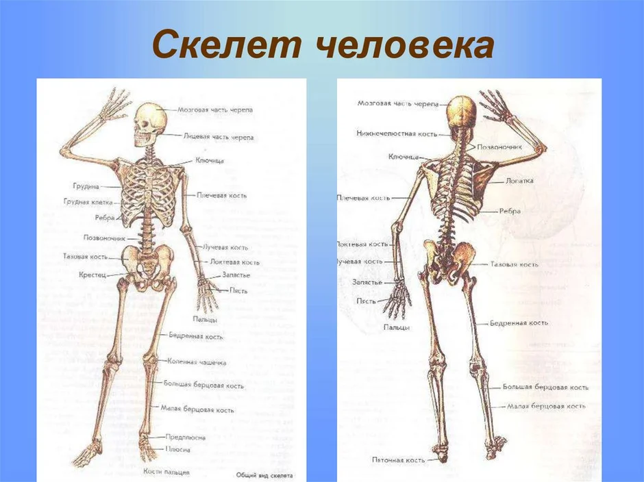 Анатомия человека проект