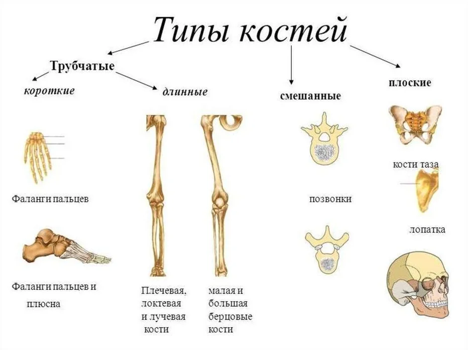 Какие структуры кости взрослого человека обозначены на рисунке цифрами 1 и 2 чем