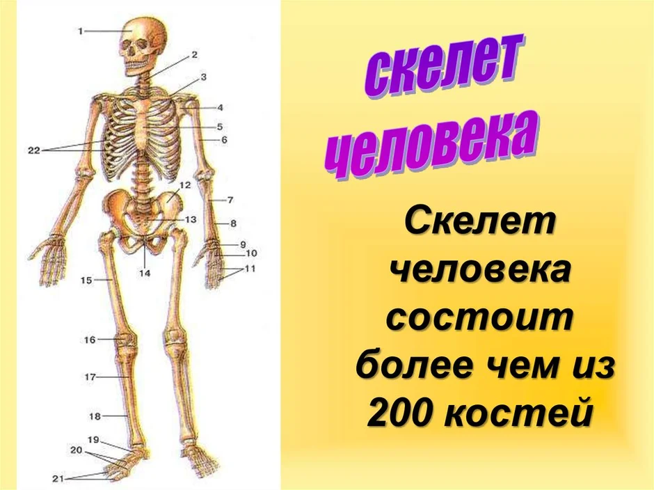 Про скелет человека. Скелет человека. Кости скелета человека. Скелет человека с названием костей. Подписать части скелета человека.