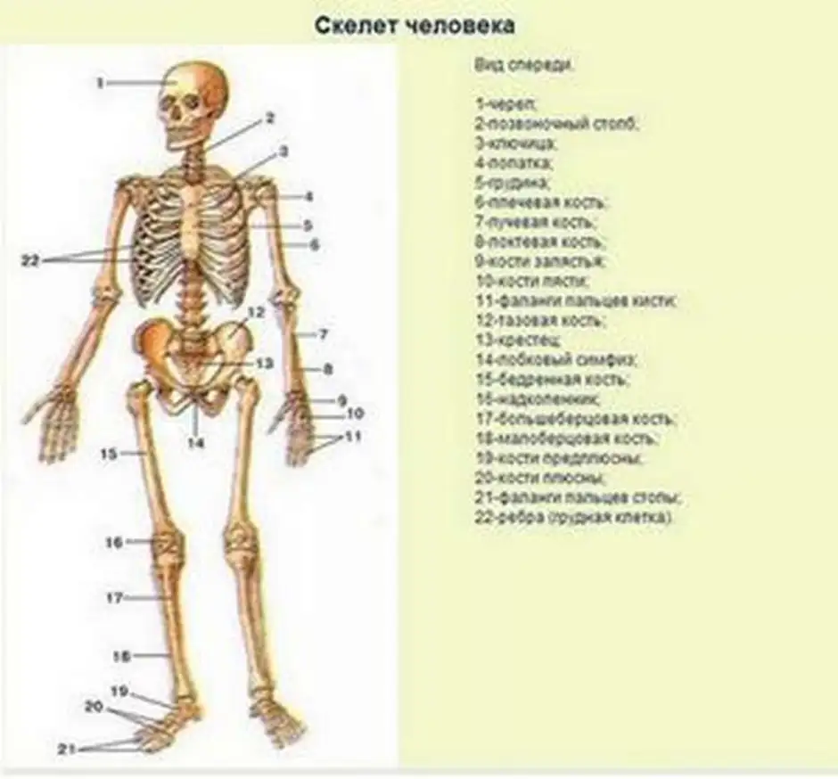 Кости человека 4 класс окружающий мир. Скелет человека с названием костей. Строение частей скелета человека.