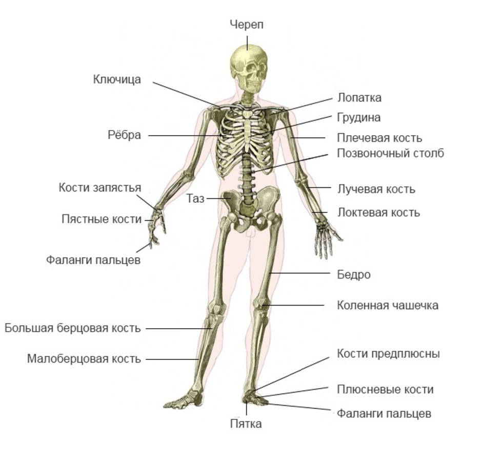 Скелет с названиями костей на русском языке. Строение скелета человекк. Строение костей организма. Кости скелета биология 8 класс. Костный скелет человека анатомия.