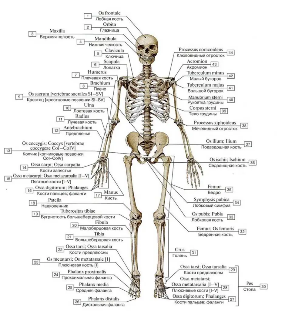 Anatomy перевод. Анатомия человека кости скелета на латинском. Кости скелета на латинском языке с переводом. Скелет туловища человека анатомия латынь. Скелет туловища человека анатомия на латинском.