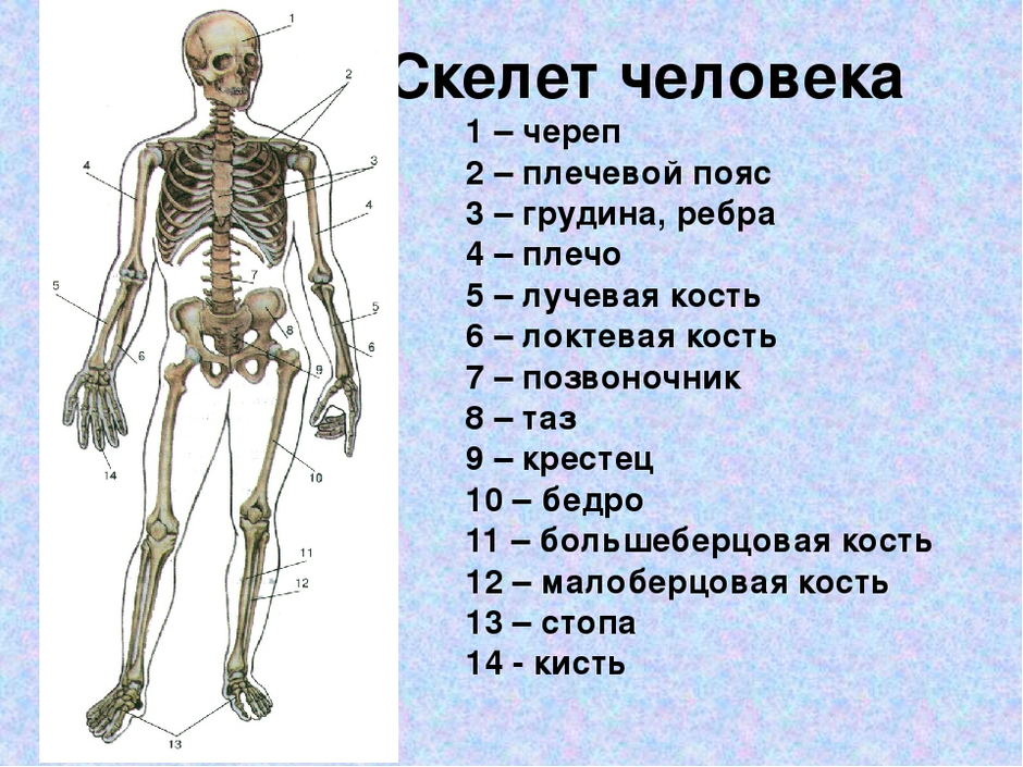 Общий план строения скелета человека