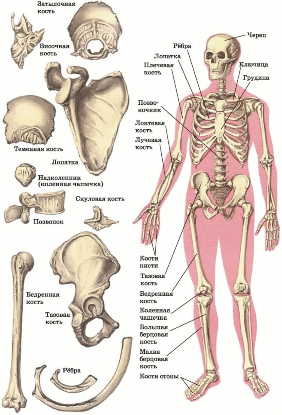 Человек часть биология. Скелет человека с описанием костей. Название частей кости человека. Строение костей человека с названиями. Название костей скелета туловища.
