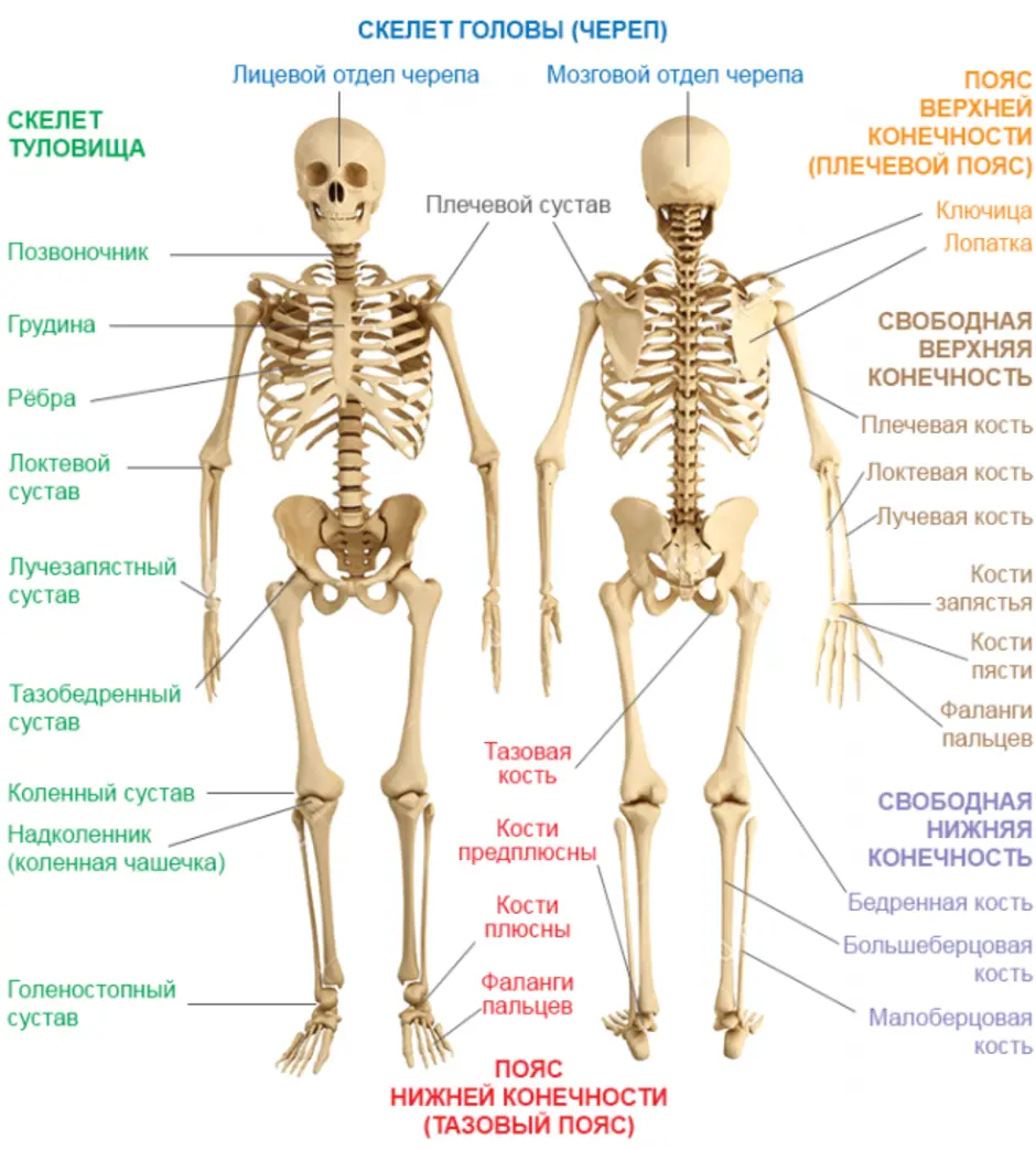 Скелет человека рисунок 8 класс биология
