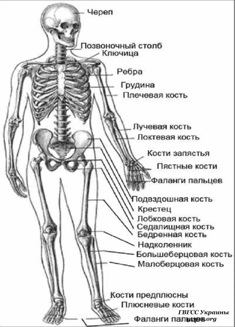 Кости человека 4 класс окружающий мир. Анатомия человека кости скелета. Строение скелета название костей человеческого тела. Атлас скелет человека с названием костей. Скелет человека с описанием костей и суставов.