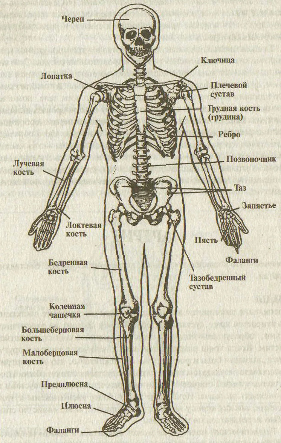 Скелет с названиями костей на русском языке. Строение костей человека и их названия. Кости туловище анатомия строение. Строение скелета человека с названиями костей и суставов. Скелет туловища человека с названием костей.