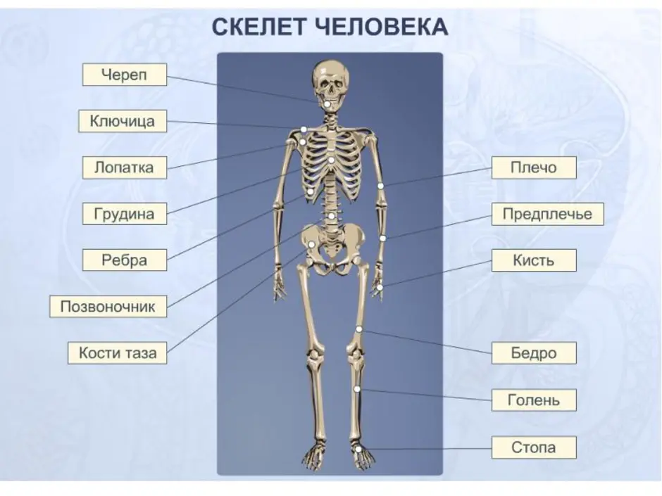 Впр скелета. Название костей скелета туловища. Анатомия строение скелет + органы. Человеческий скелет название костей. Строение человека кости для детей.