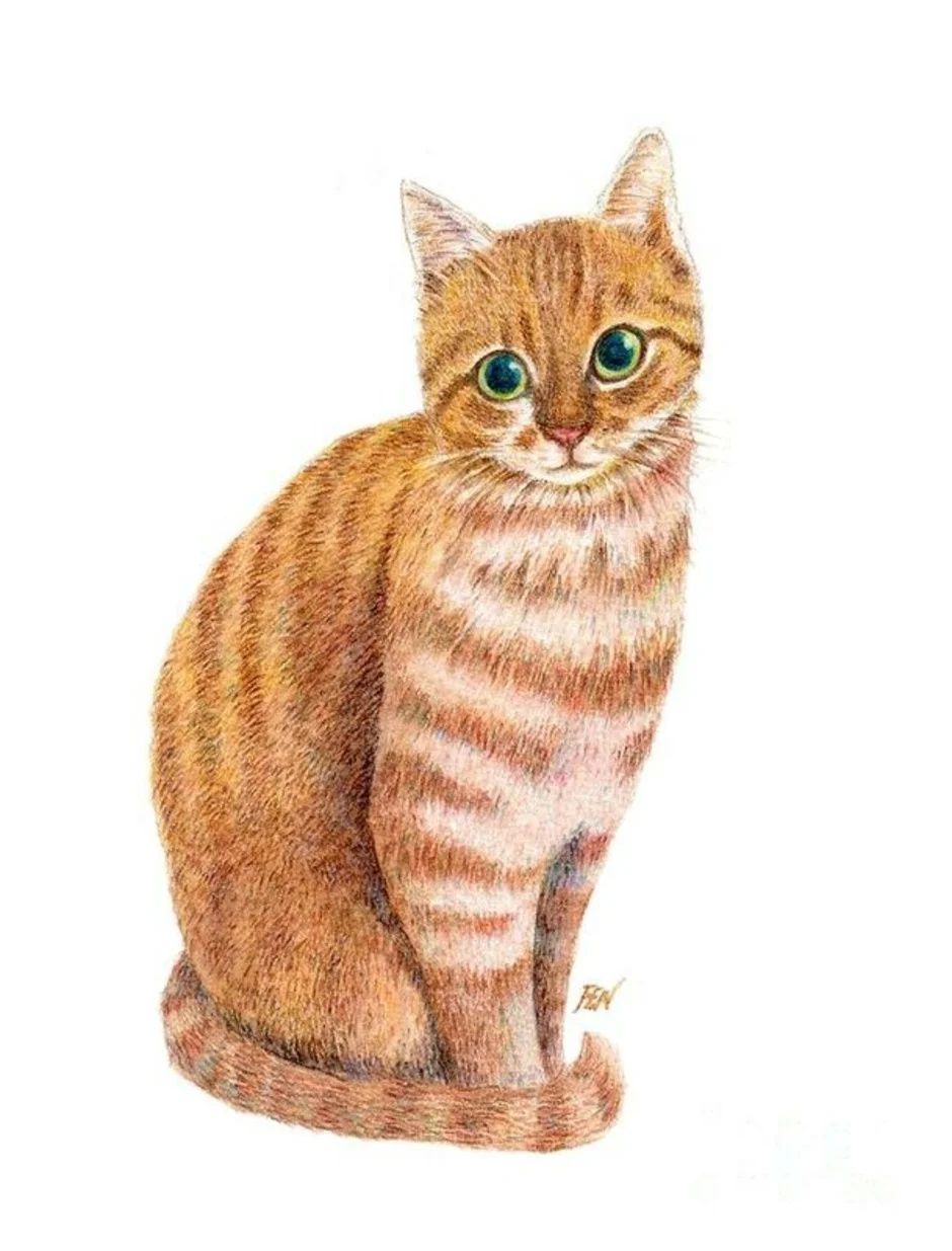 Цветная картинка котика. Кошка рисунок. Рыжий кот карандашом. Кошка цветными карандашами. Кошка рисунок цветной.