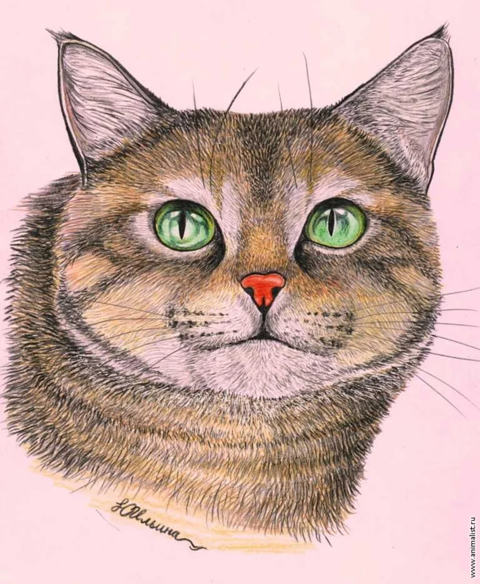 Кошка цветными карандашами. Мордочка кошечки. Кошачья морда. Зарисовка морда кота.