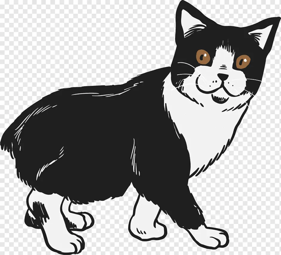 Кот с указкой. Бобтейл Мэнкс. Мэнкс кошка черно белая. Векторное изображение кота. Кот векторный рисунок.