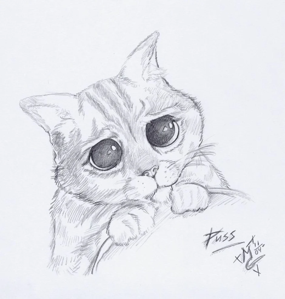 Рисунки для срисовки животные милые и красивые. Рисунки животных карандашом. Рисунки котиков. Красивые рисунки несложные. Котик рисунок.