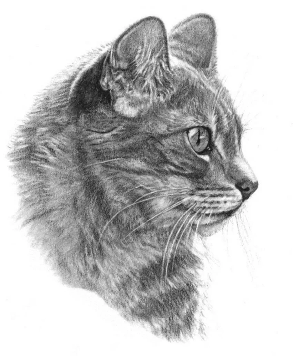 Кошечка карандашом. Кошка карандашом. Кошка рисунок карандашом. Котэ рисунок карандашом. Нарисовать кошку карандашом.