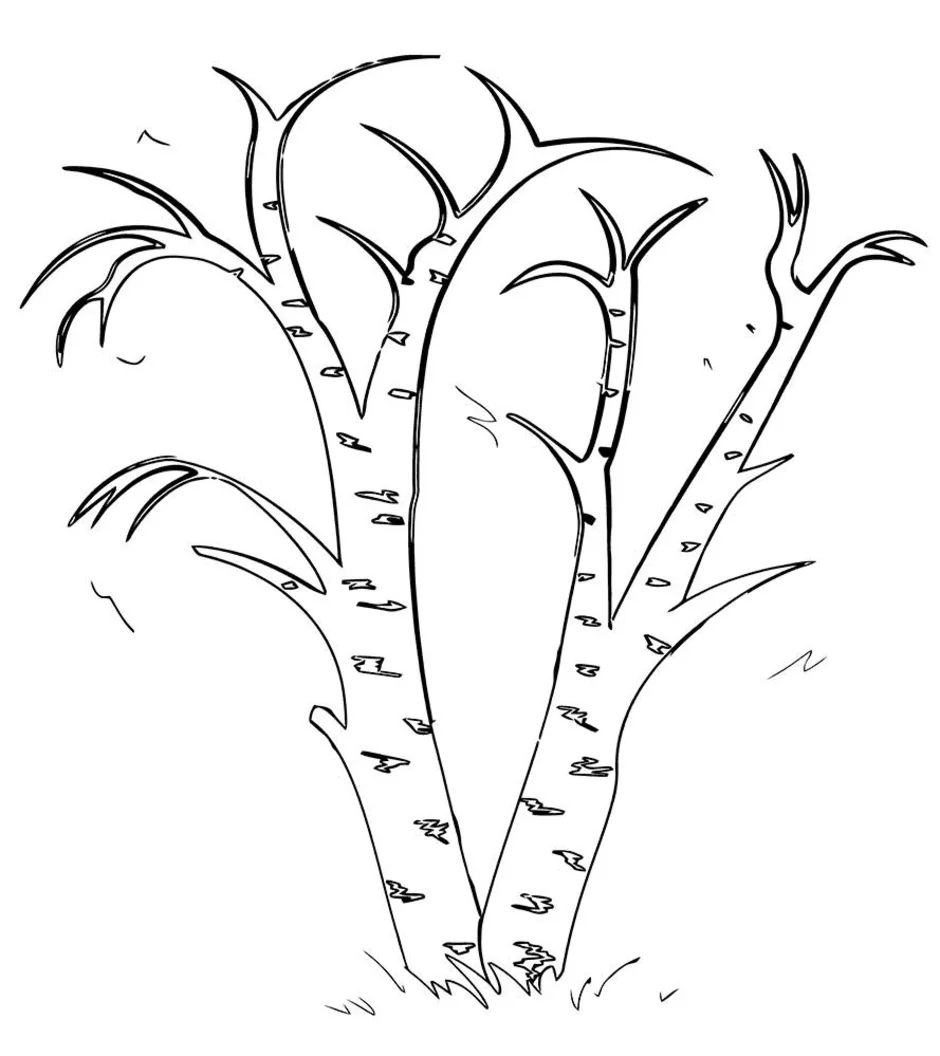Береза рисунок раскраска для детей