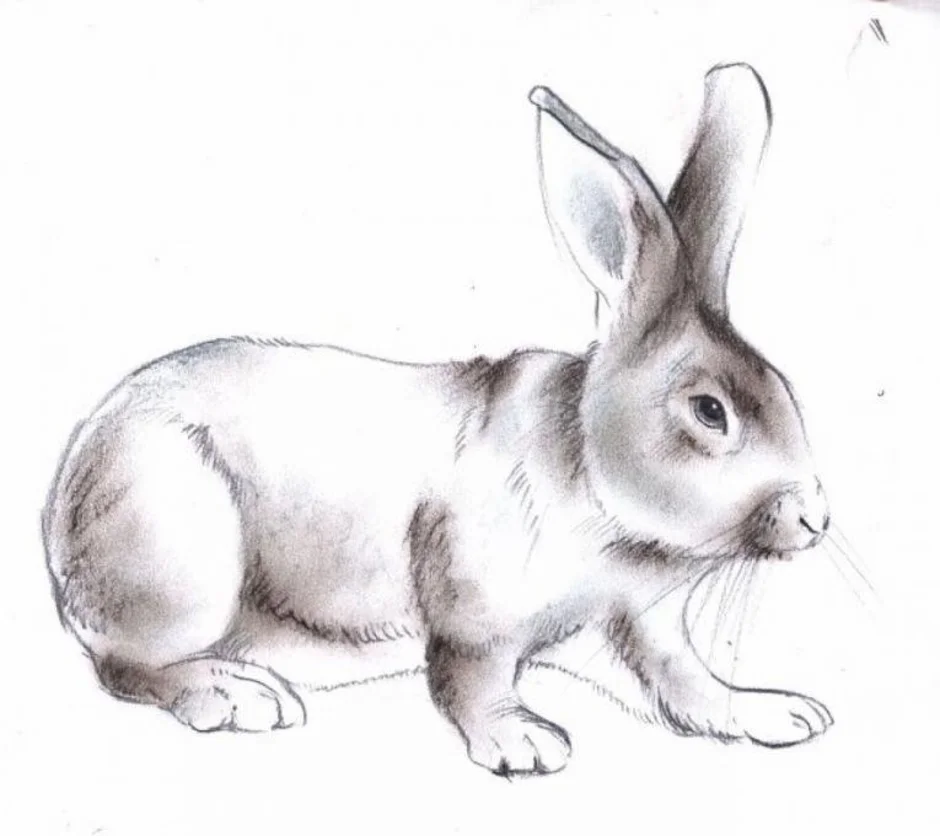 Заяц картинки нарисованные. Заяц рисунок. Рисование зайца. Кролик карандашом. Кролик рисунок.
