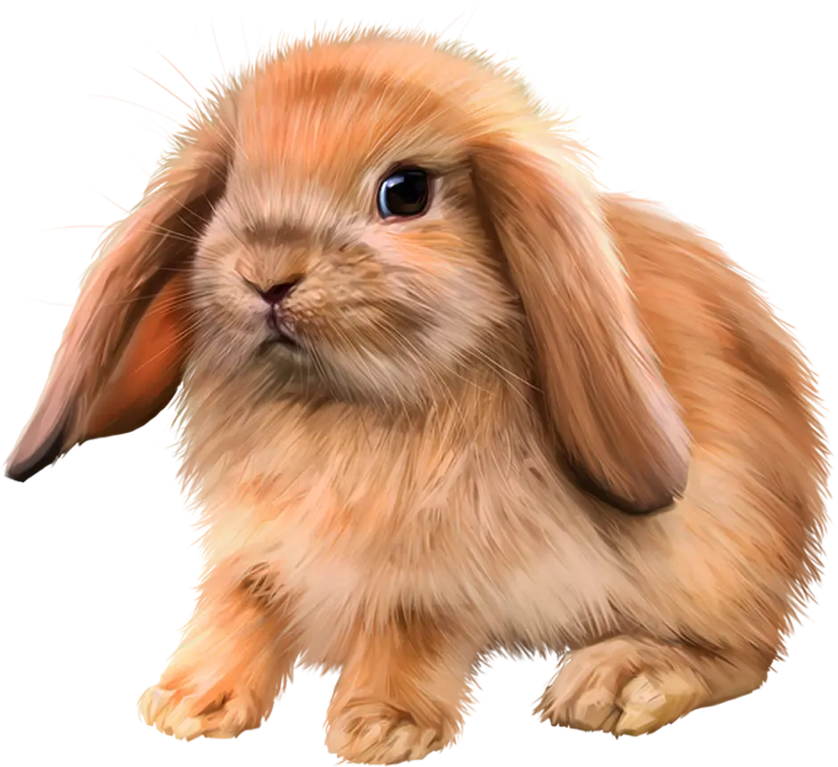 Rabbit картинка для детей