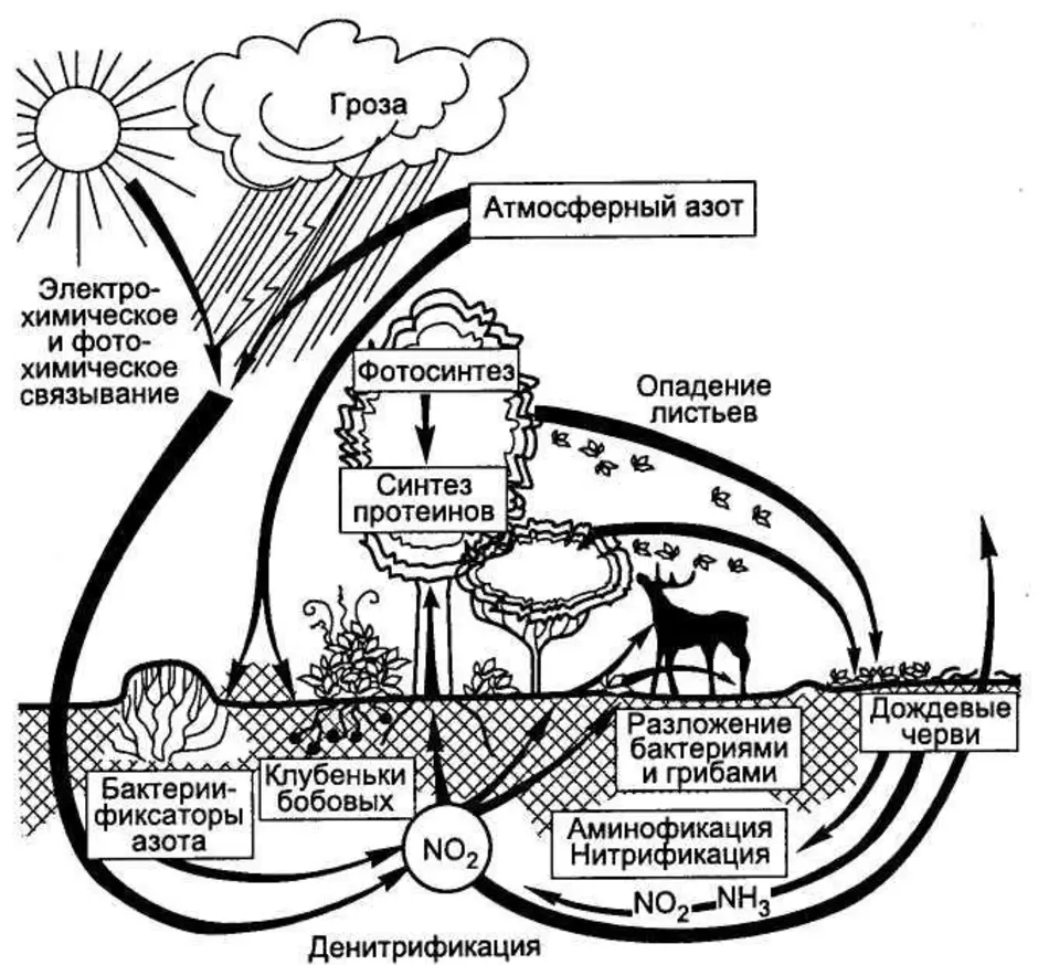 Химические загрязнения окружающей среды азотом. Круговорот азота в атмосфере. Круговорот азота (по ф.Рамаду, 1981). Круговорот веществ азота схема. Круговорот азота в природе в воздухе.