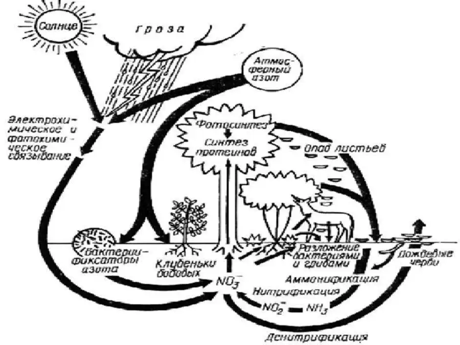 Круговорот азота схема простая