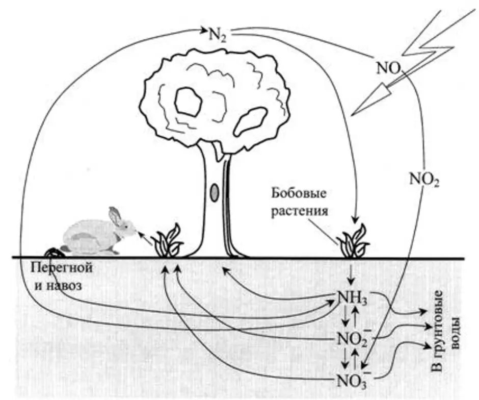 Круговорот азота в природе рисунок
