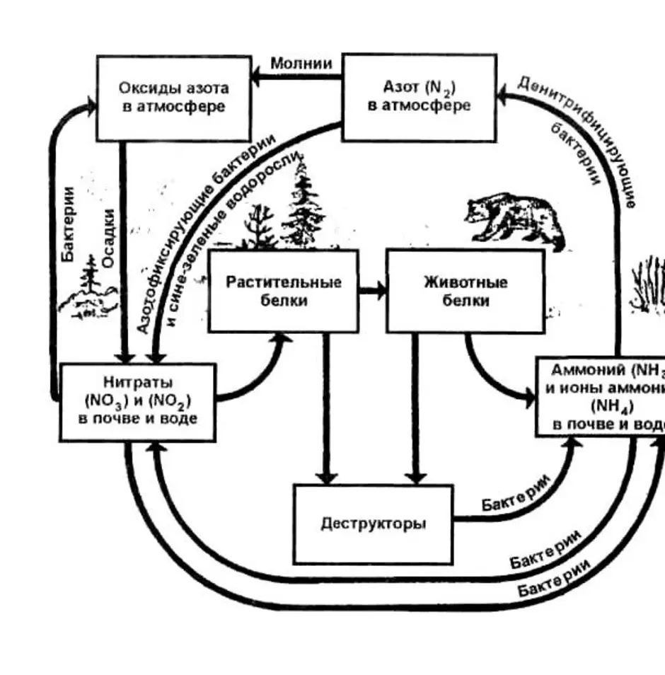 Фф круговорот. Круговорот азота (по ф.Рамаду, 1981). Схема биологического цикла азота. Биологический круговорот азота схема. Биогеохимический цикл кислорода схема.