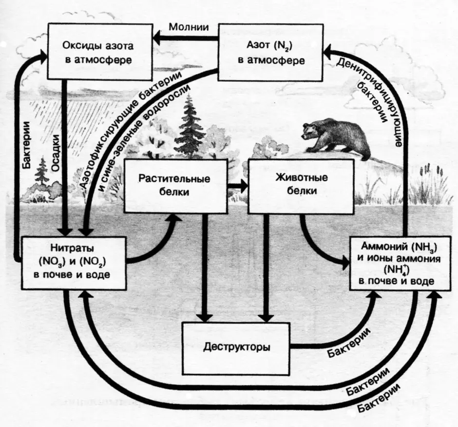 Круговорот азота в биосфере схема и пояснения