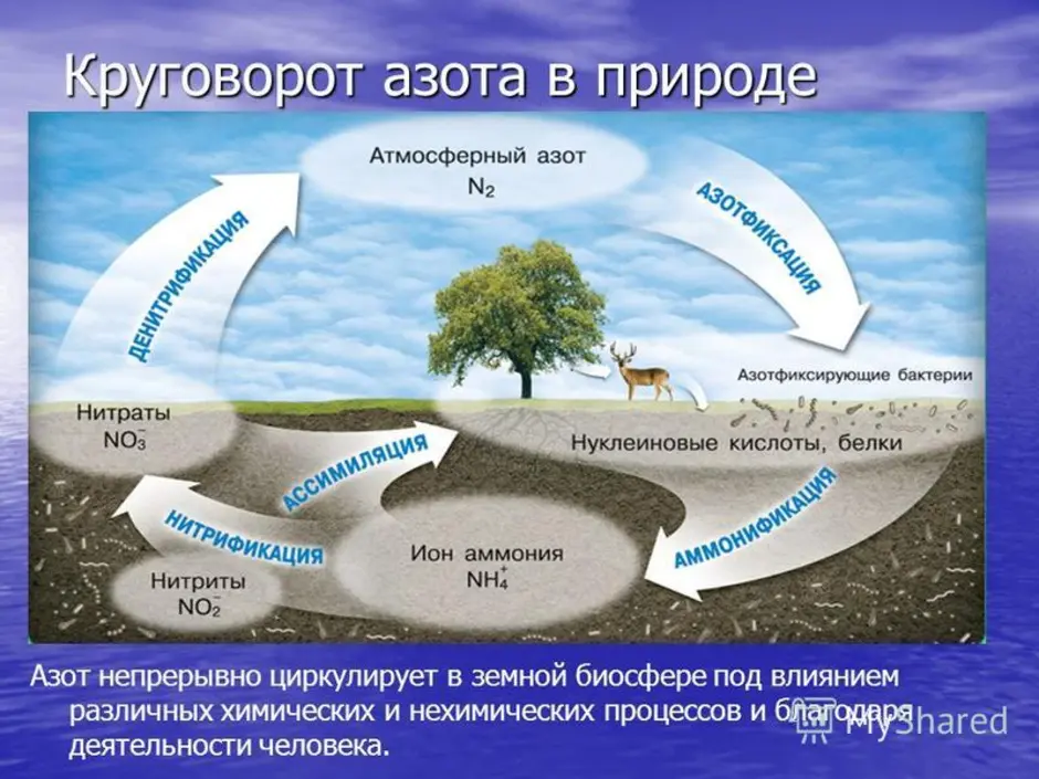Круговорот азота в природе впр. Круговорот воды и азота в биосфере. Круговорот азота и углерода в природе схема. Круговорот углерода в биосфере. Круговорот азота фосфора и кислорода.