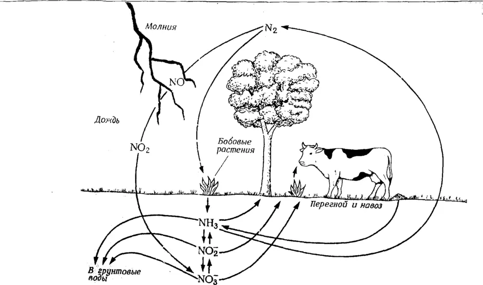 Биологический круговорот азота схема